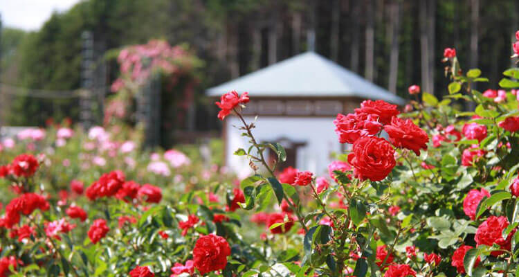 北海道　岩見沢市